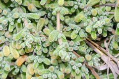 Mesembryanthemum nodiflorum