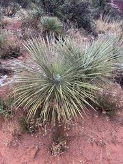 Yucca angustissima