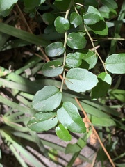 Dovyalis rhamnoides