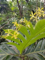 Encyclia ceratistes image