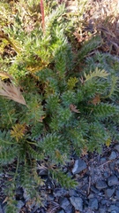 Acaena pinnatifida californica