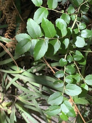 Dovyalis rhamnoides