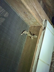 Thecadactylus solimoensis