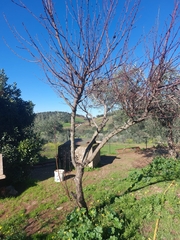 Prunus persica nucipersica