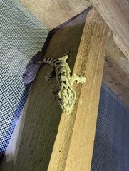 Thecadactylus solimoensis