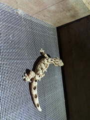 Thecadactylus solimoensis