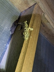 Thecadactylus solimoensis