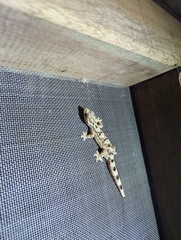 Thecadactylus solimoensis