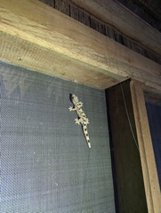 Thecadactylus solimoensis