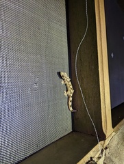 Thecadactylus solimoensis