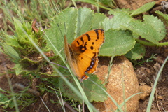 Catacroptera cloanthe