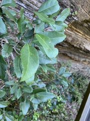 Elaeodendron croceum