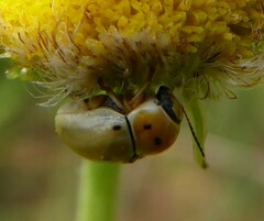 Cryptocephalus decemnotatus