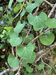 Cissampelos torulosa