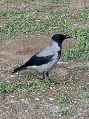 Corvus cornix