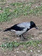 Corvus cornix