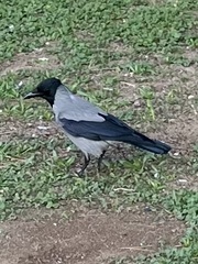 Corvus cornix