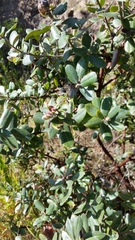 Arctostaphylos tomentosa