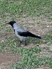 Corvus cornix