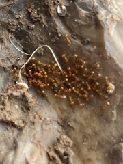 Wasmannia auropunctata