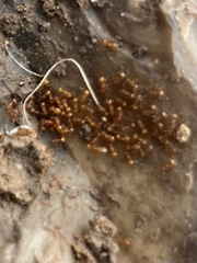 Wasmannia auropunctata