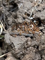 Wasmannia auropunctata