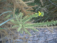 Ulex argenteus