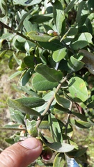 Arctostaphylos tomentosa