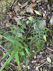 Asplenium rutifolium
