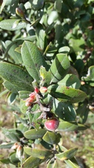 Arctostaphylos tomentosa