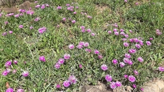 Delosperma cooperi