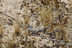Urosaurus graciosus