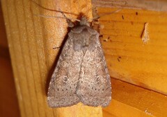 Parastichtis suspecta