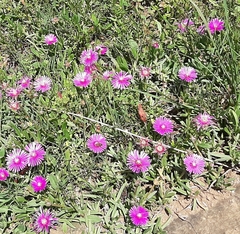 Delosperma cooperi