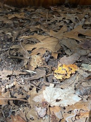 Thamnophis saurita saurita