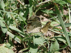 Phyciodes picta