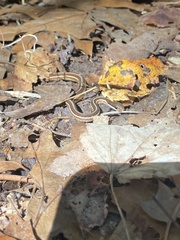 Thamnophis saurita saurita