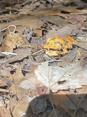 Thamnophis saurita saurita
