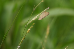 Hermeuptychia hermes