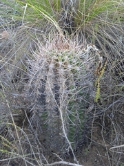 Echinopsis leucantha