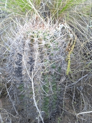 Echinopsis leucantha