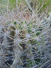 Echinopsis leucantha