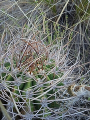 Echinopsis leucantha