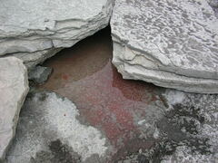 Haematococcus lacustris