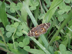 Phyciodes picta