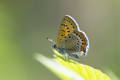 Lycaena helle