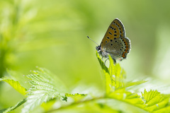 Lycaena helle
