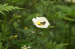 Callimormus interpunctata