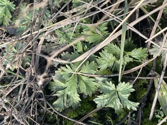 Potentilla intermedia