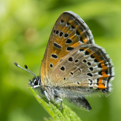Lycaena helle